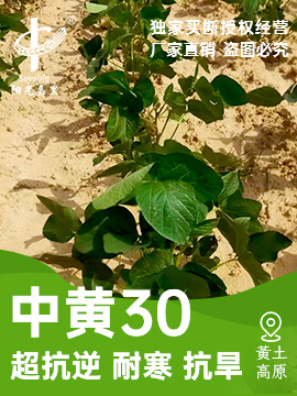 中黃30