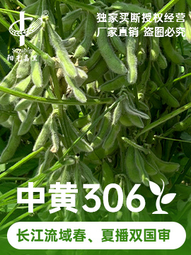 中黃306