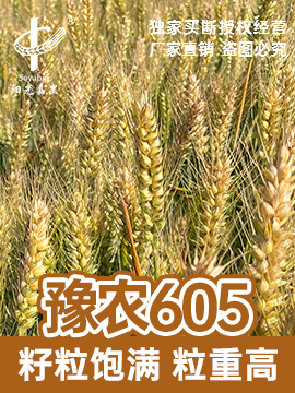 豫農(nóng)605