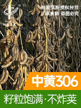 中黃306